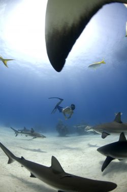 Rob Stewart free diving with Caribbean reef sharks