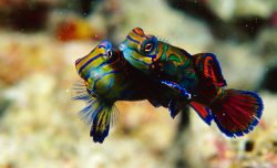 MATING MANDARINFISH